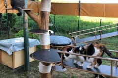 Katzenfreigehege mit Naturkratzbaum - Kratzhimmel Katzenhoffnung Steiermark - das Paradies für HandiCATs / behinderte Katzen