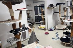 behinderte Katzen (querschnittgelähmt & inkontinent) in 8562 Mooskirchen