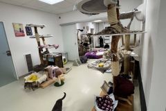 behinderte Katzen (querschnittgelähmt & inkontinent) in 8562 Mooskirchen