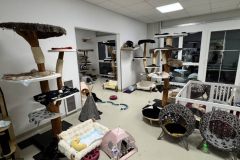 behinderte Katzen (querschnittgelähmt & inkontinent) in 8562 Mooskirchen