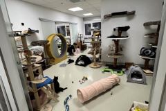 behinderte Katzen (querschnittgelähmt & inkontinent) in 8562 Mooskirchen