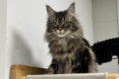 behinderte Katzen (querschnittgelähmt & inkontinent) in 8562 Mooskirchen